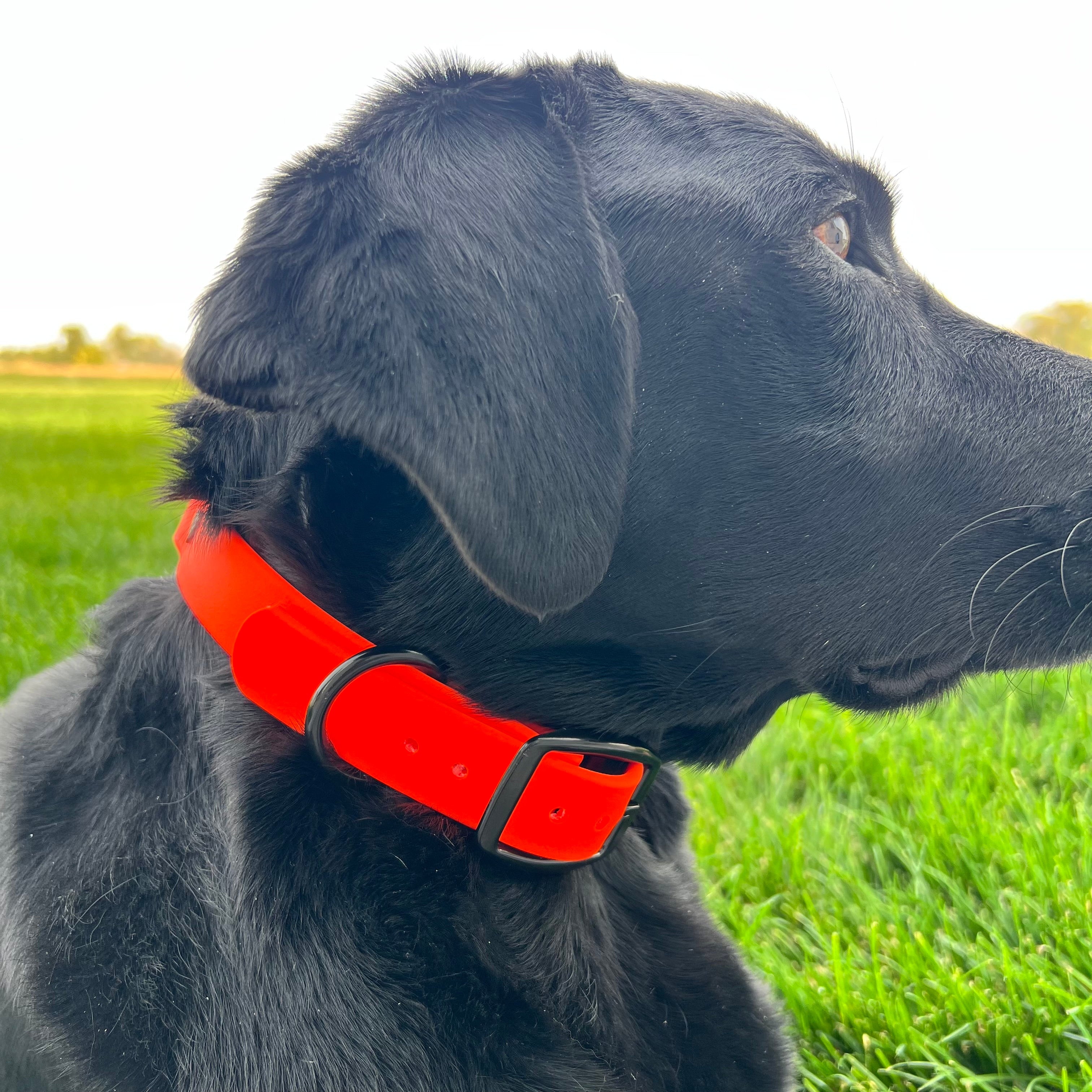 GDO BioThane Collars with DAWG Tag
